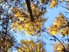 IMG_20211010_133719.thumb.jpg.741255d0304865091987ac9075f615f1.jpg