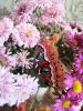 IMG_20211031_133950.thumb.jpg.c9d9bdd4c6743730a3352e747c3eecd8.jpg