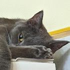 Аватар Muku555