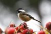 bird-5746481_960_720.thumb.jpg.6cee816393e74121a0aa7edf9498f017.jpg
