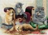 Риолис (Сотвори Сама) 1327, Кошачье семейство