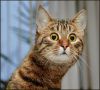 33_animals.thumb.jpg.316546f35166dd65b0260520068ebd72.jpg
