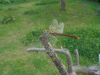 DSC04089.thumb.JPG.5711f0cfe3f38a1cd8e71b3dafcf46c0.JPG