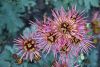 DSC_4058.thumb.JPG.3cb7c1517ef0887e62c386ac88b72841.JPG