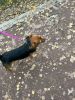 IMG-20211002-WA0002.thumb.jpg.c77bbd979e84a89feade69c73db4e920.jpg