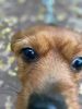 IMG-20211002-WA0003.thumb.jpg.50afa3ea8f8280b38341d2f05970f5a8.jpg