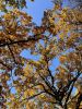 IMG-20211006-WA0060.thumb.jpg.d507d7907d448d35cd6bca0200f275cd.jpg