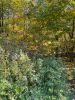 IMG-20211006-WA0101.thumb.jpg.9887175db9ea876c8053b454bb6f9277.jpg