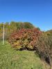 IMG-20211006-WA0118.thumb.jpg.cd0939904a69bfca1157d280c5edc93c.jpg