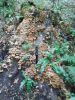 IMG-20211011-WA0005.thumb.jpg.043222d8deda0dbc3af216e2788a309c.jpg