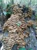 IMG-20211011-WA0007.thumb.jpg.4bfa8b5e5bfcc096cea660903c0b2246.jpg