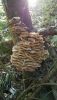 IMG-20211015-WA0007.thumb.jpg.26395ad8f826277aa3c01f3cba7c6ef4.jpg