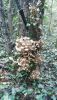 IMG-20211016-WA0002.thumb.jpg.8e4319ea45216e4100652e80b095fd19.jpg
