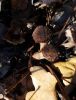 IMG-20211106-WA0017.thumb.jpg.55aca6575290900d99add0e9dbee5c0a.jpg