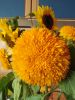 IMG_20190901_154224.thumb.jpg.712b1b2337f928a35218600145a2c1be.jpg