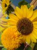 IMG_20190901_154444.thumb.jpg.85ed2fe69cb9bf18e732e1dab8158198.jpg
