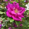 IMG_20210605_125223.thumb.jpg.478dedbfd2d5c4ced133abc8aa34b7bc.jpg