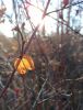 IMG_20211031_141948.thumb.jpg.ce097c4212b6c05a72576ff113ea0729.jpg