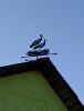 IMG_20211031_151618.thumb.jpg.116a19e91b6aa36ba4d234bf5d6bedbf.jpg