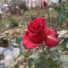 IMG_20211113_124534.thumb.jpg.89b19a50826f368dd177cc00a7bbe190.jpg
