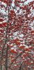 20211116_114757.thumb.jpg.17d739076b7f0c4df3bfcde8f1a70c0d.jpg