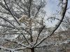20211214_120023.thumb.jpg.7811bb9f7e6c43dde6d3ca095d1c85d1.jpg