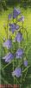 Heritage 536, Лесные колокольчики (Harebell Panel)