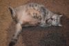 DSC_3722.thumb.jpg.4d878cbde7d6ce962570c01ac385c184.jpg