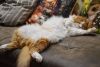 DSC_4391.thumb.JPG.748d07ead92c31e28f11c02a82255cf1.JPG