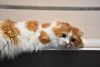 DSC_4500.thumb.JPG.f7a4291b278e7133f290ccf4b82d86aa.JPG