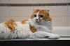 DSC_4510.thumb.JPG.6d0700f69dc5066883e1ba7b266699af.JPG