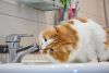 DSC_4512.thumb.JPG.24f9dbc55c7873c46df6d816328d6b53.JPG