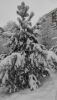 IMG-20211214-WA0021.thumb.jpeg.b3fac1c5e983d9c521498b27620bc973.jpeg