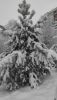 IMG-20211214-WA0023.thumb.jpeg.49202054bb339b2d3b1eea8380b0a06b.jpeg
