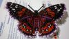 IMG_20211114_205606.thumb.jpg.cc5fd060328809b85359fc3dfda22453.jpg
