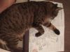 IMG_20211206_214544.thumb.jpg.4ba1daf150f5dc018f49161bc92a84f2.jpg