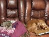 IMG_20211209_173251.thumb.jpg.59ed8a1a3a51a670aa5777fbb4b16ff3.jpg