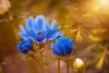 anemone-2396299_1920.jpg.7a266d837edb34fb6446bfec7efc2a11.thumb.jpg.b9969ba15d140a3221e108a85a5dff61.jpg