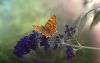 butterfly-5563262_1920.thumb.jpg.b8652c59efd1b241d1048b9eb90b078a.jpg