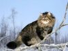 siberian-cat5.thumb.jpg.049c7691c41e852f151b52146efb34bd.jpg