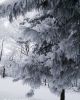 174C0232-C1B9-4B8A-8205-A3399408A029.thumb.jpeg.52a2d6e23e87373d3d1a3ebc79eda776.jpeg