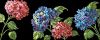20_0Anchor_Maia_567800-01010_Moonlight_Hydrangea.thumb.jpg.c7d9d81dd3aa59c084d04c185d3ae59f.jpg