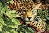 Dimensions 35300, Leopard in Repose