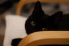 DSC02489-6.thumb.jpg.20abb3039dae91ff995aa8e5dadd4217.jpg
