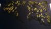 DSC_0527.thumb.JPG.11c3870a3cba8626eed53b59cdab3fdb.JPG