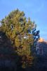 DSC_4690.thumb.JPG.0cb4994b3d620a3fc05e79db7b5a20be.JPG