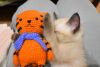 DSC_4708.thumb.JPG.62edeb678d87d7b471bd20fc2a17a47c.JPG