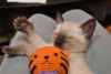 DSC_4714.thumb.JPG.aef8d8348fca0cd04c22e9d64c0c41cd.JPG