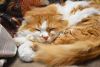 DSC_4872.thumb.JPG.f3f4eed1090df603eb107b261ec73aa9.JPG
