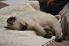 DSC_4897.thumb.JPG.5c5743111a12ad65168c4be11e74313a.JPG
